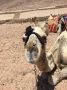 Reisetipp Městečko Dahab Reisetipp Městečko Dahab