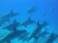 Delfinschwimmen Hurghada mit Joseph&amp;Marlen