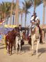 Reisetipp Reiten Hurghada