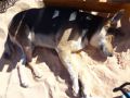 Reisetipp Tierheim Dahab Dog Rescue