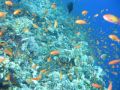 Reisetipp Tauchen Elphinstone Riff Marsa Alam
