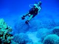 Reisetipp Schnorcheln Dolphinhouse Marsa Alam