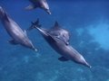Delfinschwimmen Yasser