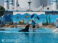 Reisetipp Delfinarium - Dolphin World