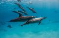 Reisetipp Tauchbasis Aquatic Divers im Pensee Royal Garden