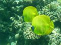 Reisetipp Tauchen Shark Bay