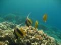 Reisetipp Tauchen Soma Bay