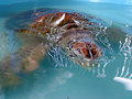 Reisetipp Tukik Babel sea turtle conservation