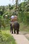 Reisetipp Elefantenreiten Ubud