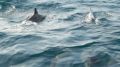 Reisetipp Delfin Tour Tanjung Benoa