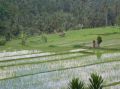 Reisetipp Wandern Reisfelder Sanur