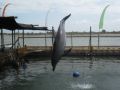 Reisetipp Delfinarium Dolphin Lodge Tanjung Benoa