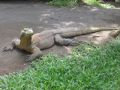 Reisetipp Bali Bird Park