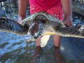 Schildkröteninsel Pulau Serangan