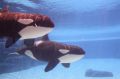 Reisetipp Marineland