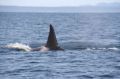 Reisetipp Whale Watching Victoria