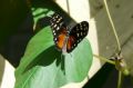 Reisetipp Wings of Paradise - Butterfly Conservatory