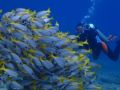 Reisetipp Eco Dive School Cabo Verde