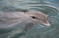 Reisetipp Delfinschwimmen Puerto Aventuras
