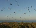 Reisetipp Vogelinseln / Isla de la Pasión