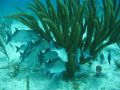 Reisetipp Scuba Libre