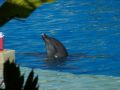 Reisetipp Delfinarium Dolphinaris Cancun