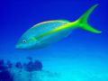 Reisetipp Tauchen Isla Cozumel