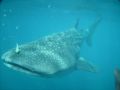 Reisetipp Schnorcheln mit Walhaien Cancun