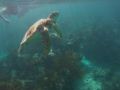 Delfinschwimmen Cancun