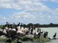 Reisetipp Flamingos von Celestun