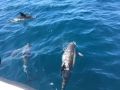 Reisetipp Delfin Tour Lagos