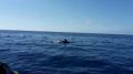 Reisetipp H2O Madeira Whale Watching Calheta