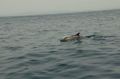 Reisetipp Dolphin Seafaris
