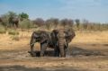 Reisetipp Mahango Game Reserve