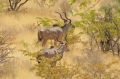 Reisetipp Black Rhino Tour