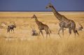 Reisetipp Etosha Nationalpark