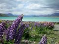 Reisetipp Lake Tekapo