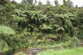 Reisetipp Waipoua Forest