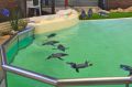 Reisetipp Penguin Island