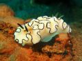 Reisetipp Tauchbasis Dive Society Dumaguete