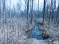 Reisetipp Naturschutzgebiet Białowieska