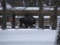 Reisetipp Białowieża Nationalpark