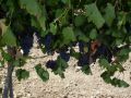 Reisetipp Weingut Murfatlar