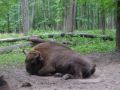 Reisetipp Prioksko Terrasny Naturreservat