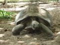 Reisetipp Schildkrötenfarm in La Passe