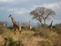 Reisetipp Geführte Touren LadyM Safaris