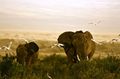 Reisetipp Geführte Touren Kenya Expresso Tours &amp; Safaris Nairobi