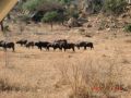 Reisetipp Geführte Touren Petit Jean Safaris Ukunda