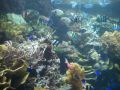 Reisetipp Underwater World / Aquarium