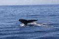 Reisetipp St. Lucia Advantage Tours